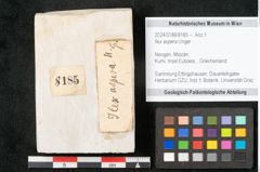 Foto (Objekt + Etikett) von Ilex aspera Unger (NHMW-GEO-2024-0188-8185)